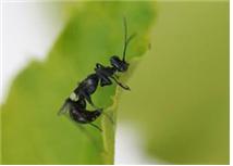 선녀벌레집게벌의 암컷 성충