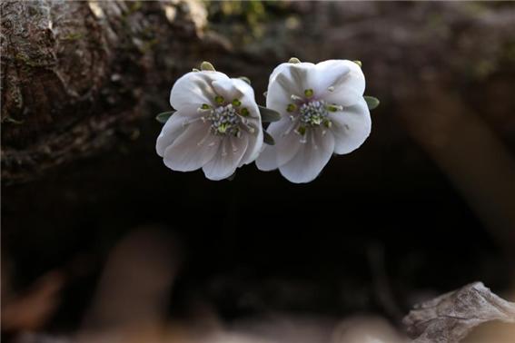 사진은 지난 2월 15일 촬영한 내장산국립공원 백양사지구 변산바람꽃