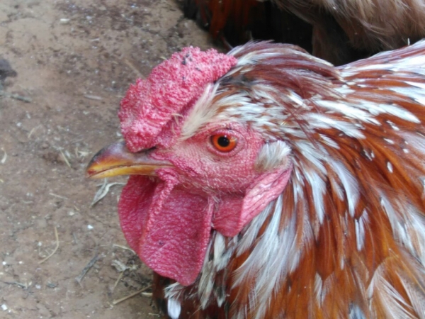 에티오피아 닭