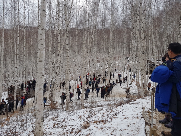 겨울 인제 자작나무 숲을 찾은 관광객