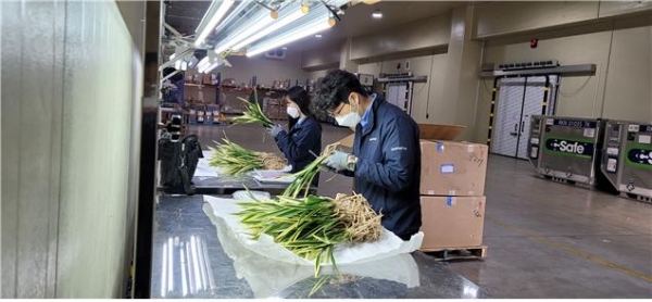 사진은 인천공항 항공화물인 수입식물 동양란에 대한 현장검역 모습