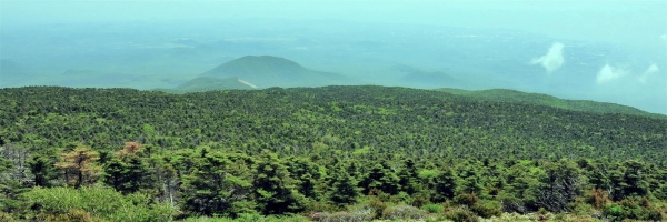 2009년 한라산 구상나무림 모습