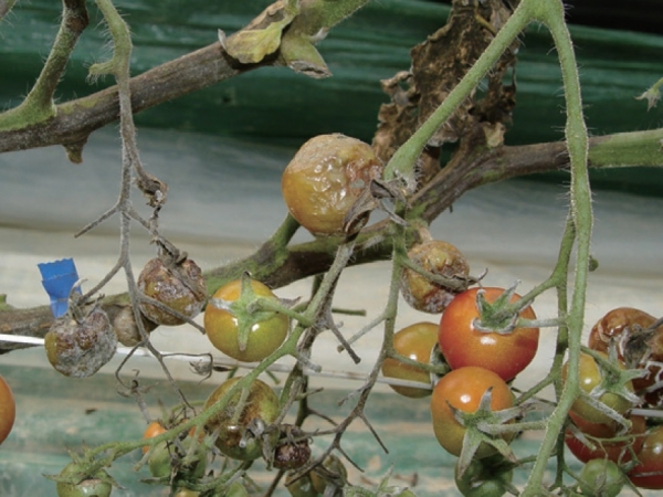 토마토에 발생한 잎마름역병
