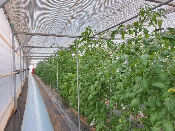 겨울철 토마토 재배시설 모습