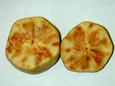 사과 바이로이드 과육 갈변