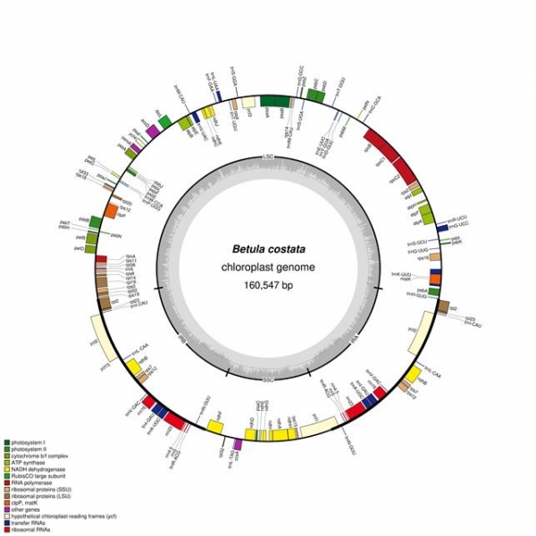 거제수나무 엽록체 DNA 유전자 지도
