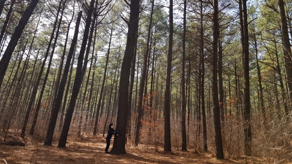 대전 리기테다소나무 우량숲