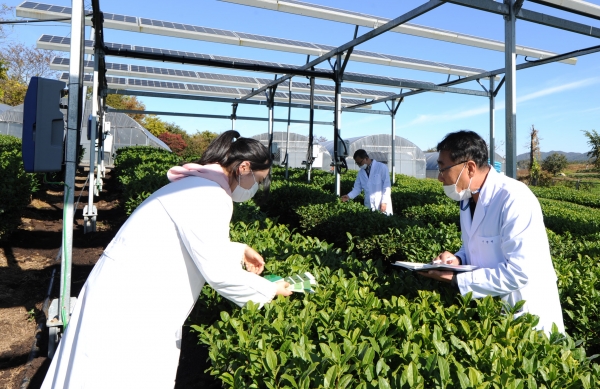 영농형 태양광 차나무 재배 연구