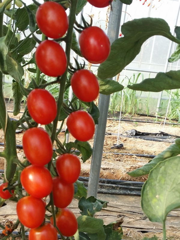 항산화물질 향상 액비를 뿌린 토마토 채취
