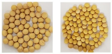 왼쪽이 평년 콩알 크기 및 모양으로 오른쪽이 폭염 가뭄 시와 비교된다