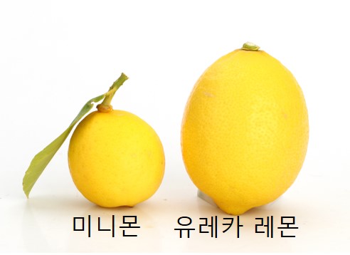 미니몬 유레카 레몬 크기비교