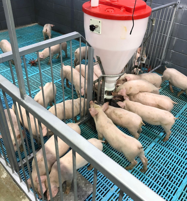 젖 뗀 새끼돼지들이 사료를 먹는 모습