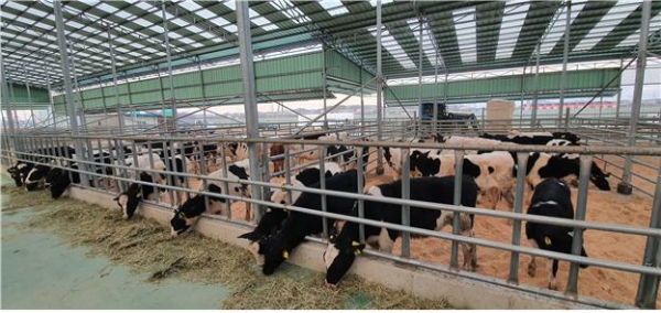 네팔에 지원 예정인 젖소가 경기도 화성시 검역시행장에 입소해 있다.