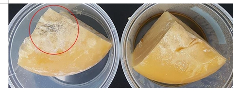 3개월 숙성 하우다 치즈에 항균 유산균 처리 및 무처리 비교 결과, 왼쪽이 항균 무처리, 오른쪽이 항균 유산균 처리 사진