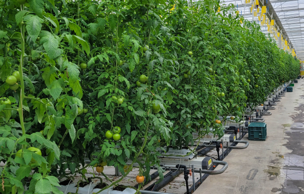토마토 재배 온실의 난방기 가동 모습