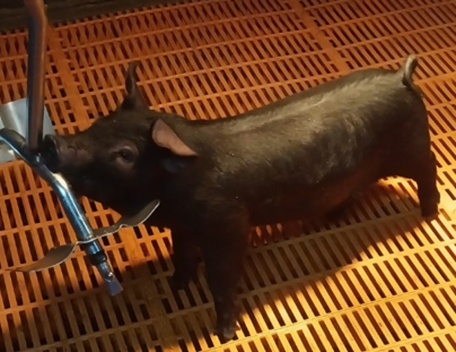 캐스나인 단백질을 몸속에서 발현하는 돼지(농진청 제공)