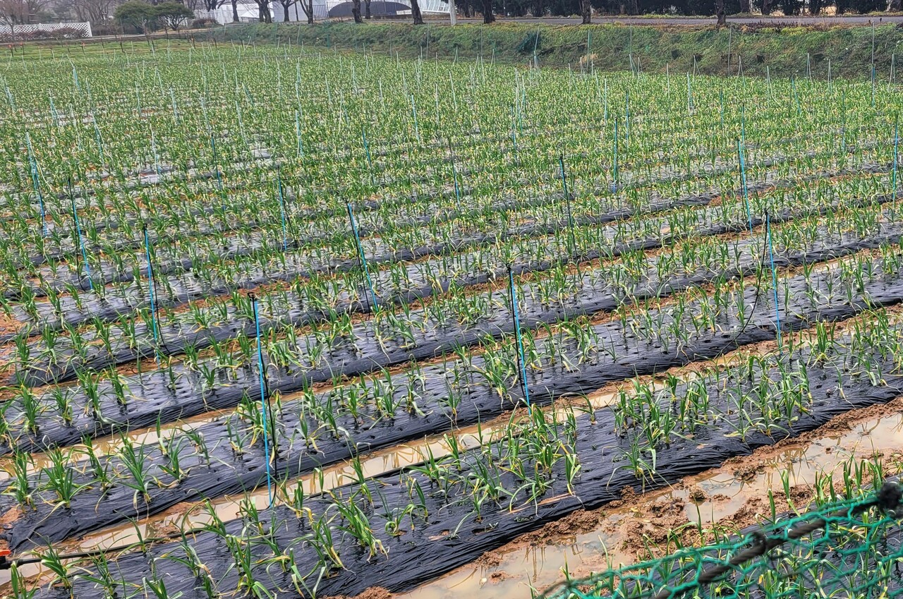 마늘 밭 배수로 정비(전남농기원 제공)