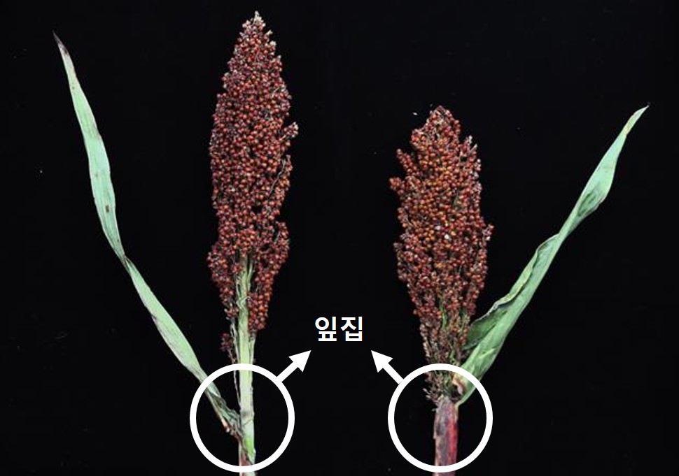 식물체와 이삭 모양 비교 '왼쪽-고은찰, 오른쪽-소담찰'(농진청 제공)